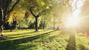 Saulainas koku alejas parks rīta gaismā, ideāli piemērots ērtai rīta pastaigai.
