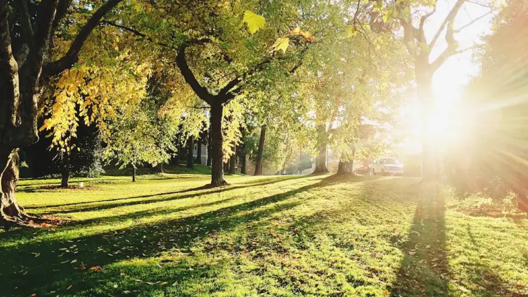 Saulainas koku alejas parks rīta gaismā, ideāli piemērots ērtai rīta pastaigai.