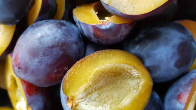 Sezonas deserts: ceptas plūmes ar medu un riekstiem