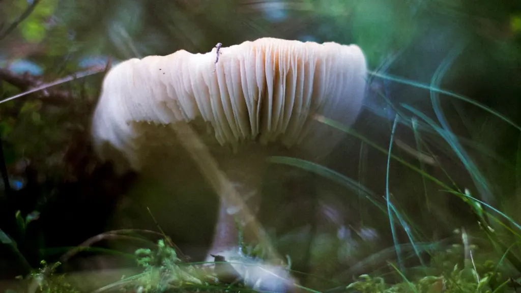 Sēne ar smalkām lapiņām Latvijas mežā, kas lieliski raksturo sēņošanas sezonu.
