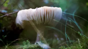 Sēne ar smalkām lapiņām Latvijas mežā, kas lieliski raksturo sēņošanas sezonu.
