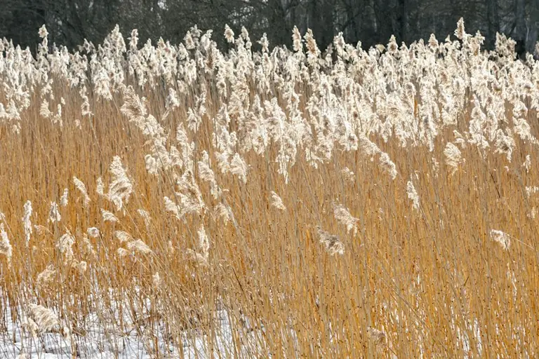 Rīgas pirmais rudens sals: vai gaisa temperatūra līdz 31. oktobrim būs zem nul