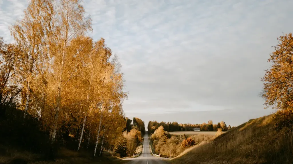 Tukša Latvijas lauku ceļa ainava rudens sezonā ar dzeltenām koku lapām ceļa malās.