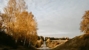 Tukša Latvijas lauku ceļa ainava rudens sezonā ar dzeltenām koku lapām ceļa malās.